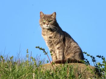 Portrait of a cat against blue sky