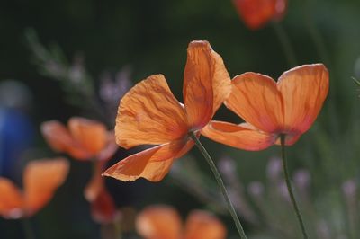 Close-up of orange flowers blooming in park