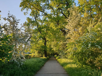 Footpath amidst trees