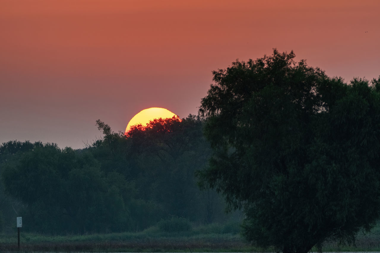 SILHOUETTE TREE AGAINST ORANGE SKY