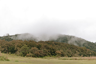 Trees on field against sky