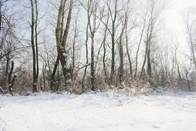 Bare trees on snow covered landscape