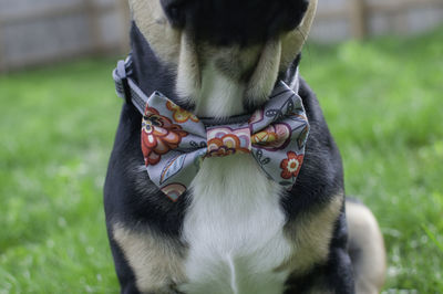 Close-up of a dog on field