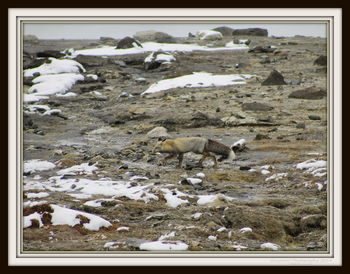 Flock of sheep in winter