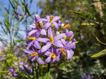 Close-up of purple flowering plant