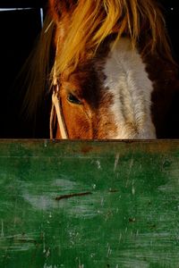 Close-up of horse in pen