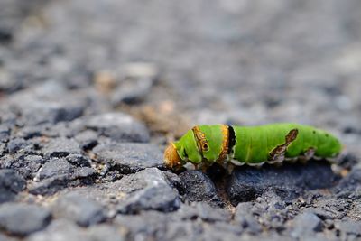 Close-up of insect on rock