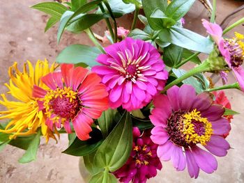 Close-up of flowers blooming outdoors