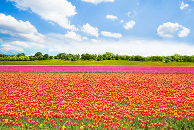 Scenic view of red tulip flowers on field against sky