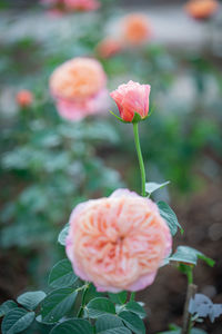 Close-up of pink rose