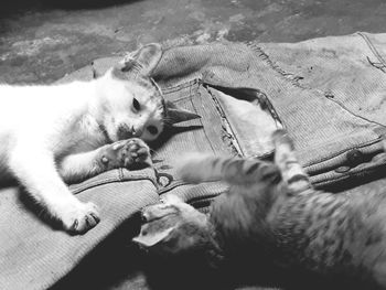 Cat lying on bed