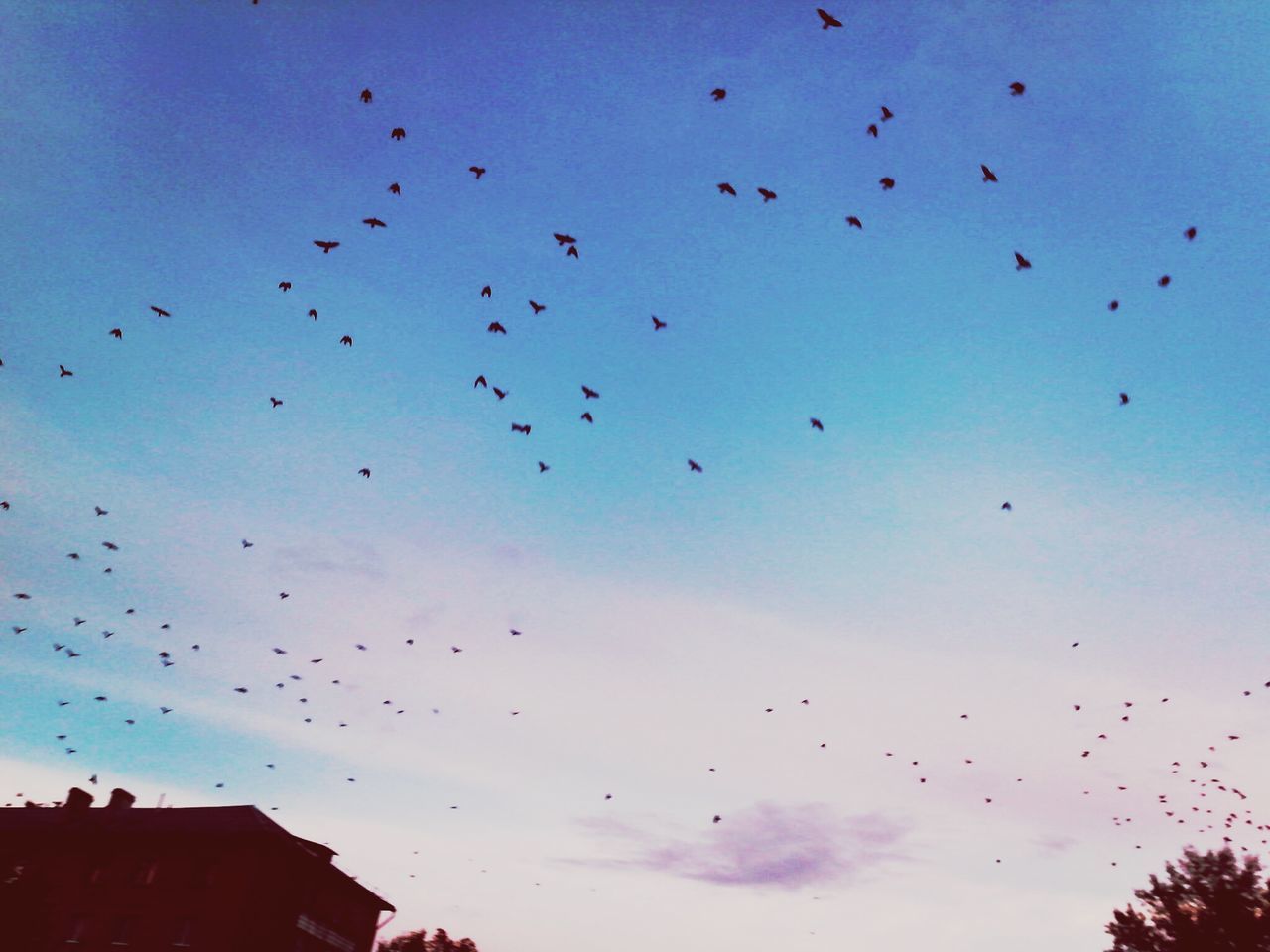 bird, flying, flock of birds, low angle view, animal themes, animals in the wild, wildlife, sky, mid-air, silhouette, cloud - sky, nature, blue, spread wings, cloud, migrating, outdoors, medium group of animals, built structure