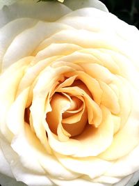 Close-up of fresh white rose