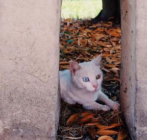 High angle portrait of cat by kitten