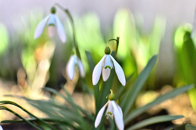 White snowdrops as first sign of spring in garden in transylvania.	
