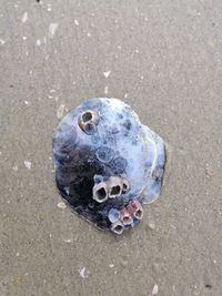 High angle view of shell on sand