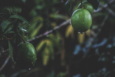 Close-up of fruits on tree