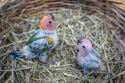 High angle view of young birds in nest