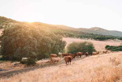 Horses in a field