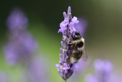 Close-up of bee on purple flower