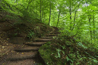 Trees growing in forest