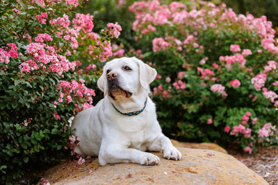 Labrador retriever in flowers