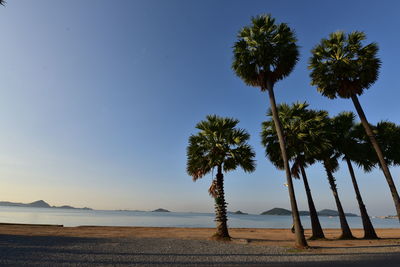 Palm trees on beach against sky