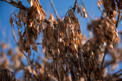 Low angle view of dry plants against sky