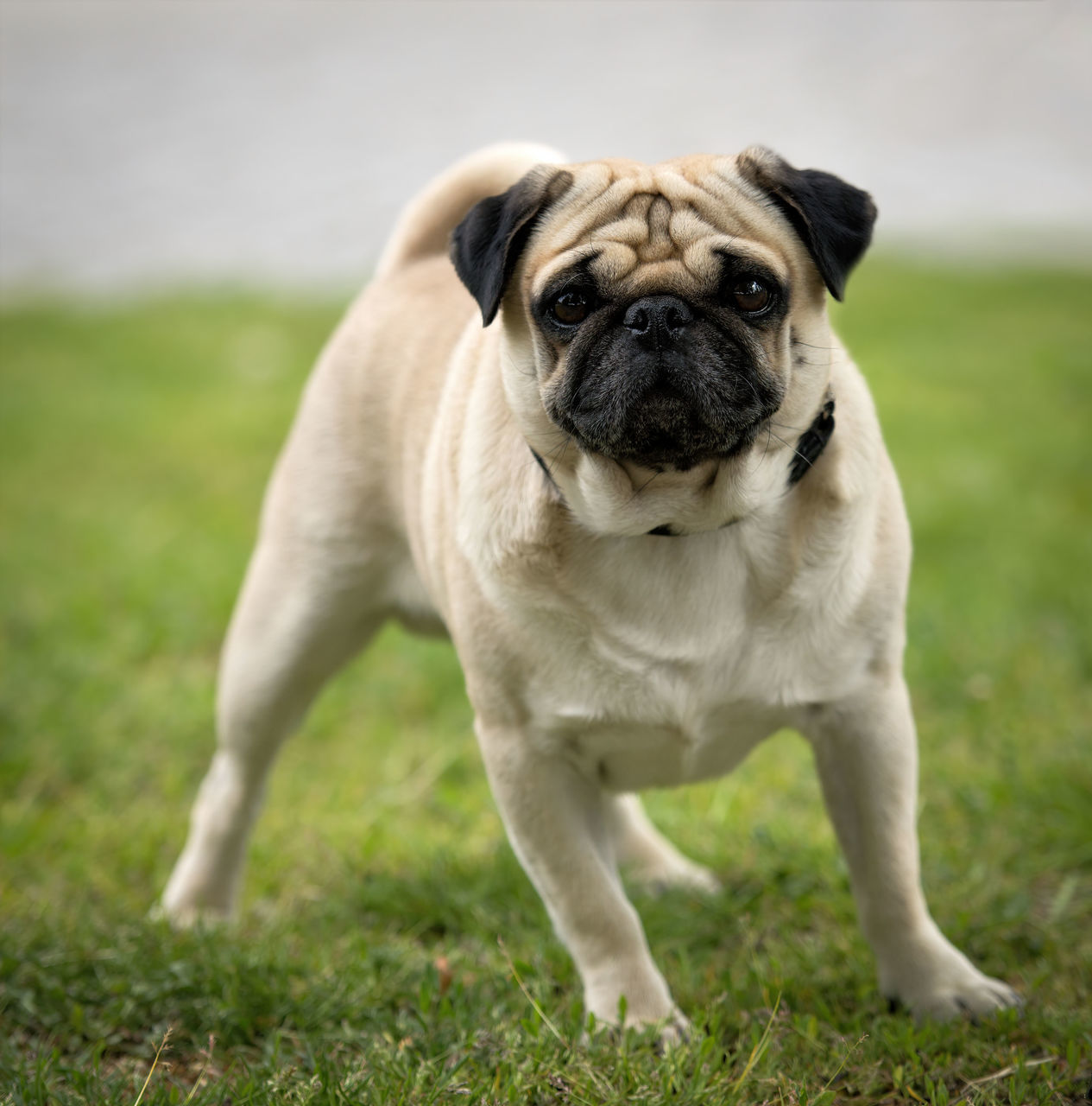 one animal, animal, animal themes, mammal, canine, dog, domestic, pets, portrait, domestic animals, grass, looking at camera, vertebrate, field, lap dog, focus on foreground, land, plant, no people, day, small