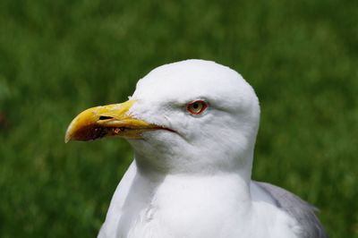 Close-up of seagull against grassy field