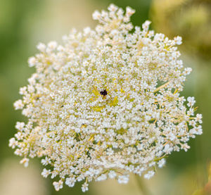 Close-up of insect on white flowering plant