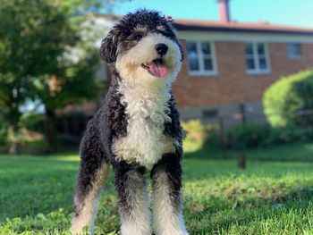 Close-up of dog on field
