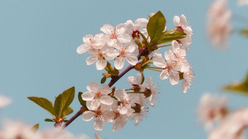 Close-up of cherry blossoms against sky