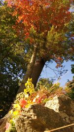 Low angle view of trees