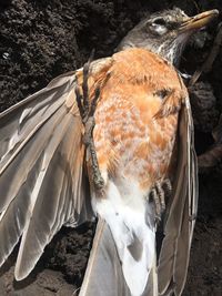 Close-up of bird