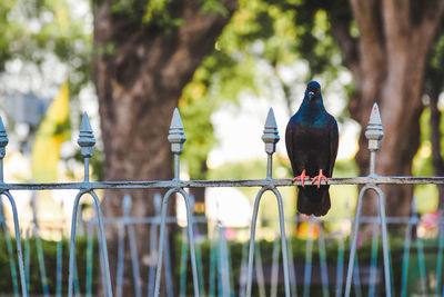 Bird perching on a fence