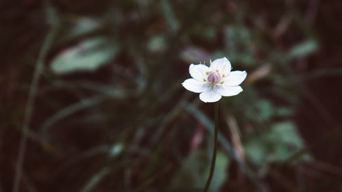 Close-up of white flower blooming outdoors