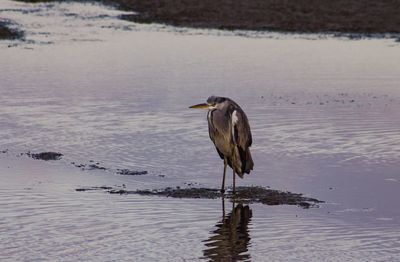 High angle view of gray heron on lake