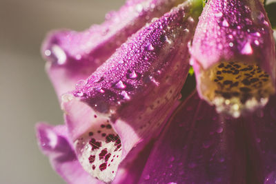 Close-up of wet pink rose flower