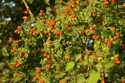 Close-up of orange growing on tree