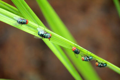 Flies,fly carriers of cholera