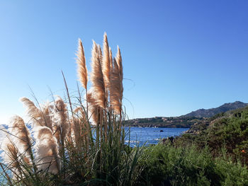 Plants growing on land against clear blue sky