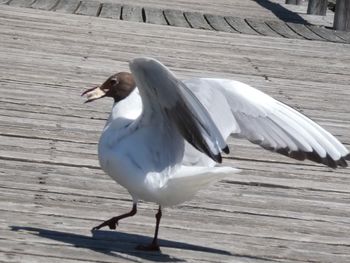 Close-up of seagull flying