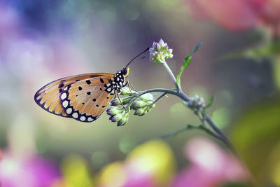 Close-up of butterfly pollinating on flower