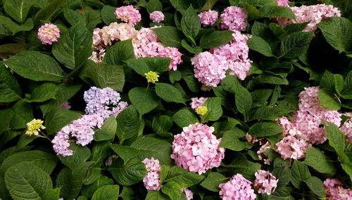 Close-up of pink flowers in garden