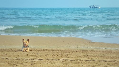 Portrait of dog on beach against sky