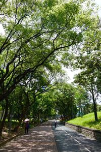 Pathway along trees