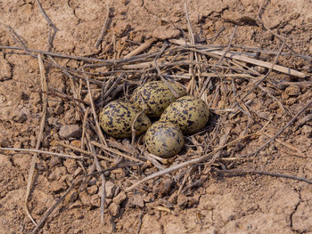 High angle view of bird in nest