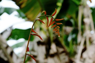 Close-up of red flowering plant