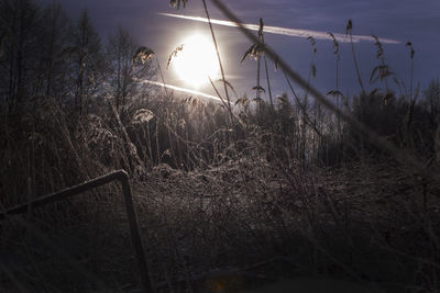 Plants growing in sunlight